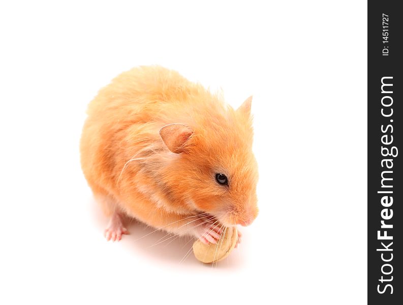 Hamster eats nut like squirrel on white isolated background. Hamster eats nut like squirrel on white isolated background
