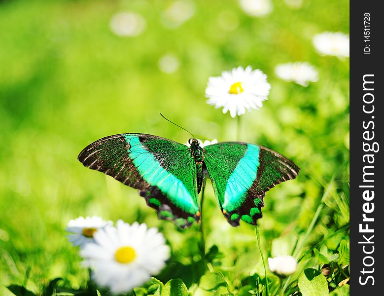 Beautiful butterfly on a flower