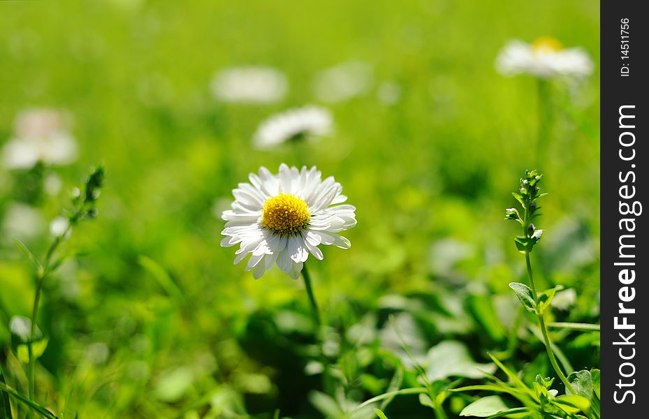 Picture of a Daisy field