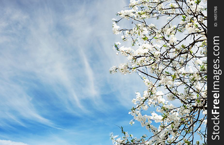 Beautiful spring tree flowers over blue sky
