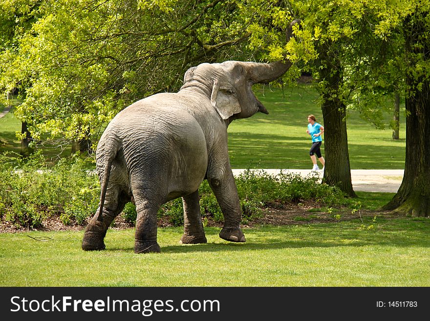 Elephant in the park of Nijmegen (The Netherlands)