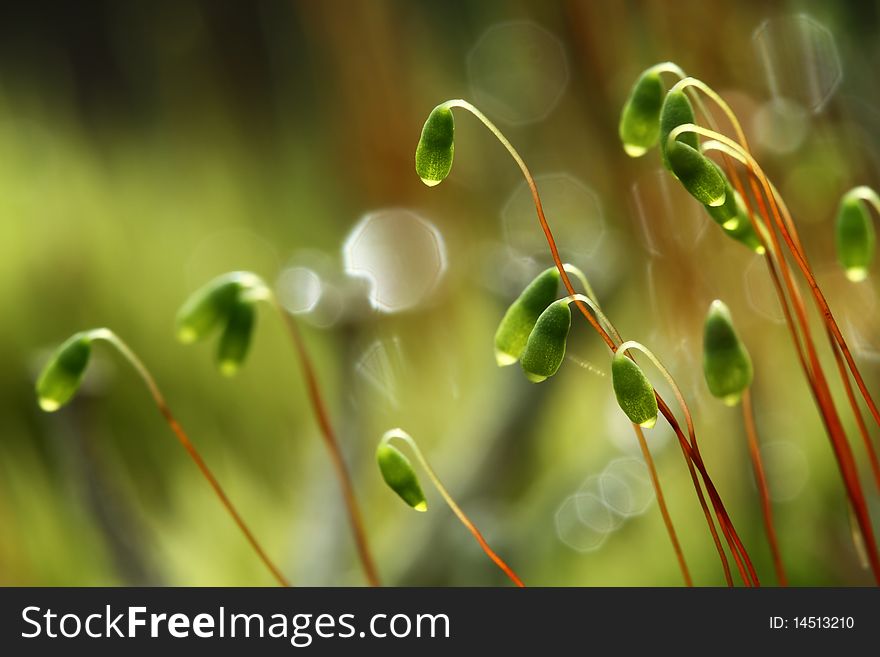 Detail of green moss in backlight