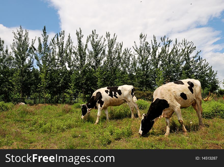 Cattle grazing in the meadow.