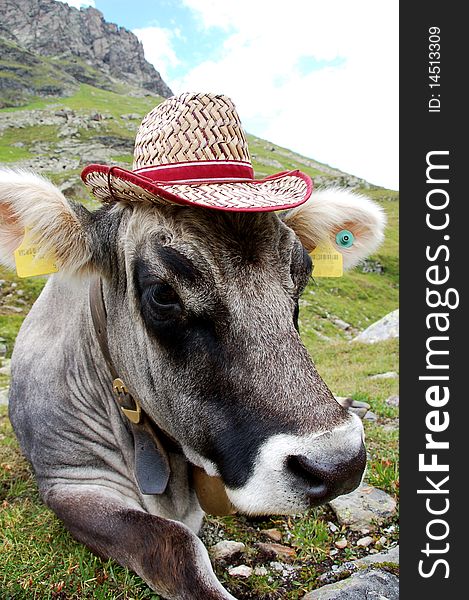 Crazy Cow with hat in Austria.