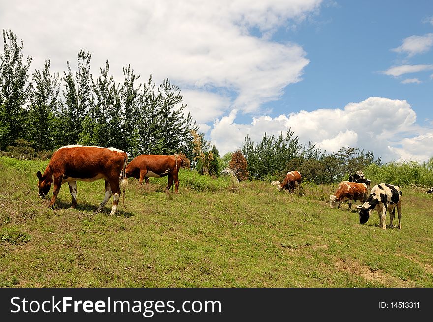 Cattle grazing in the meadow.
