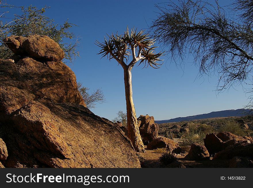 African quiver tree with blue sky background