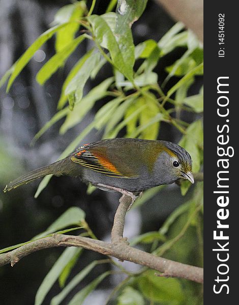 Grey-faced Liocichla