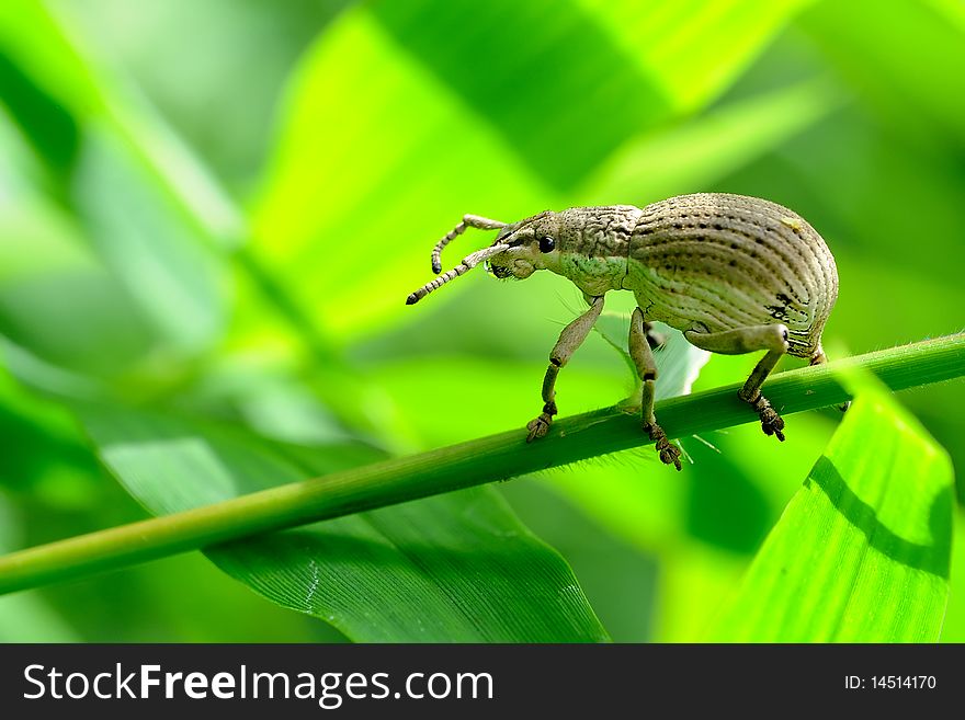 A white Weevil in the tropical forests of Thailand. A white Weevil in the tropical forests of Thailand.