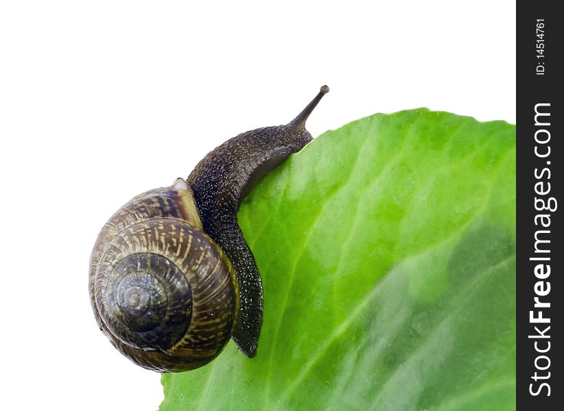 Lonely snail  macro