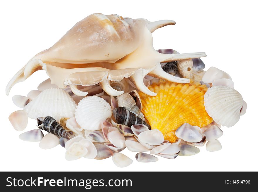 Cockleshells it is isolated on a white background