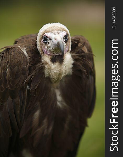 Hooded Vulture portrait and close-up shot