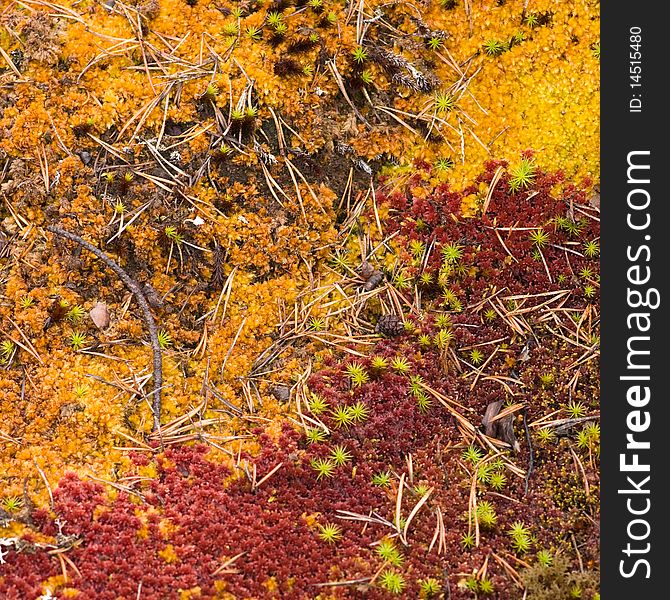 Autumn deep forest carpet, warm colors