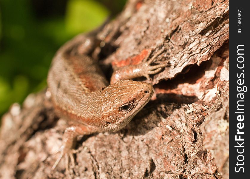 A close up photo of a lizard.