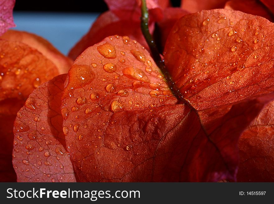 Red petals with water drops close up.