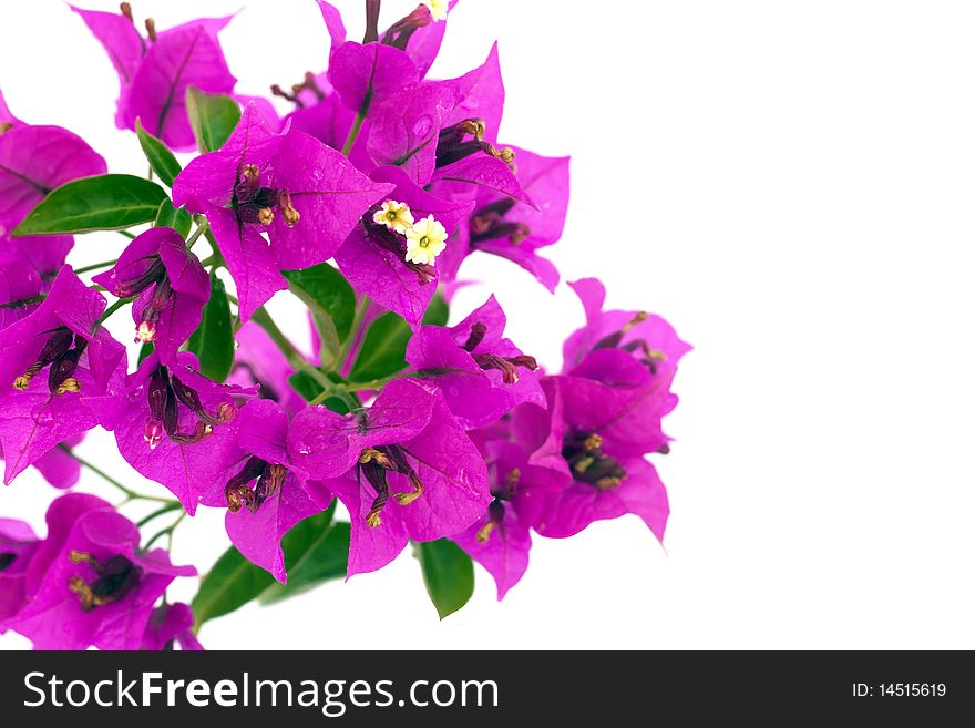 Bougainvillea with purple blossoms isolated on white background. Bougainvillea with purple blossoms isolated on white background