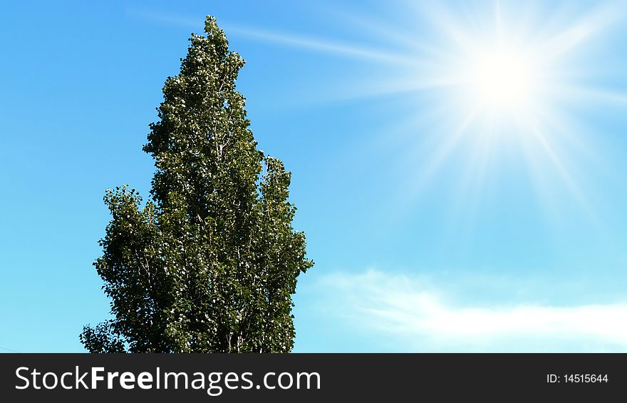 Tree a poplar against the sky with the bright sun