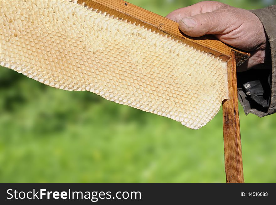 The beekeeper holds a framework with beer honeycombs