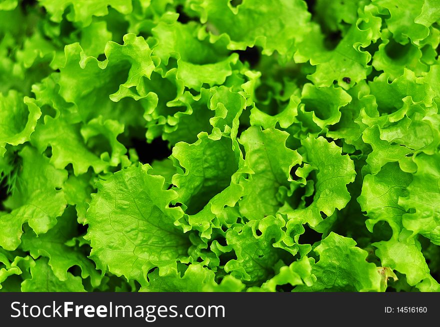 Top view of the salad