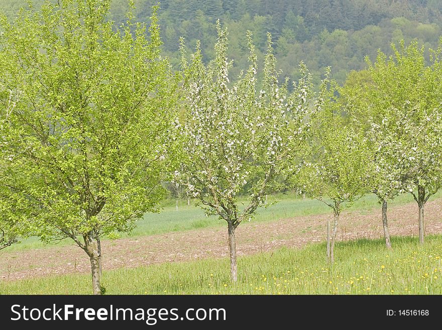 Blossoming apple trees in a springtime orchard