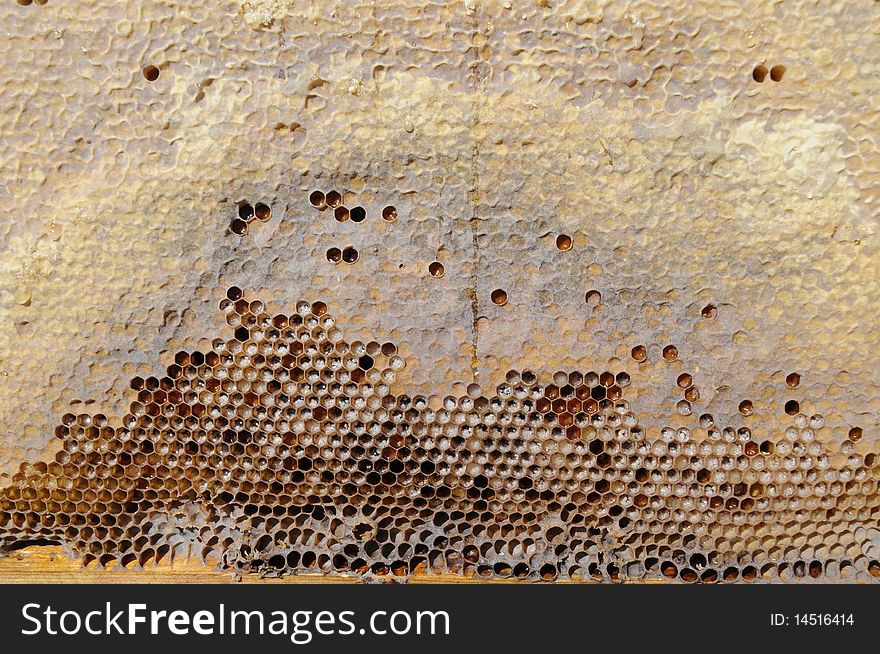 Honeycombs with fresh sweet honey from beekeeper