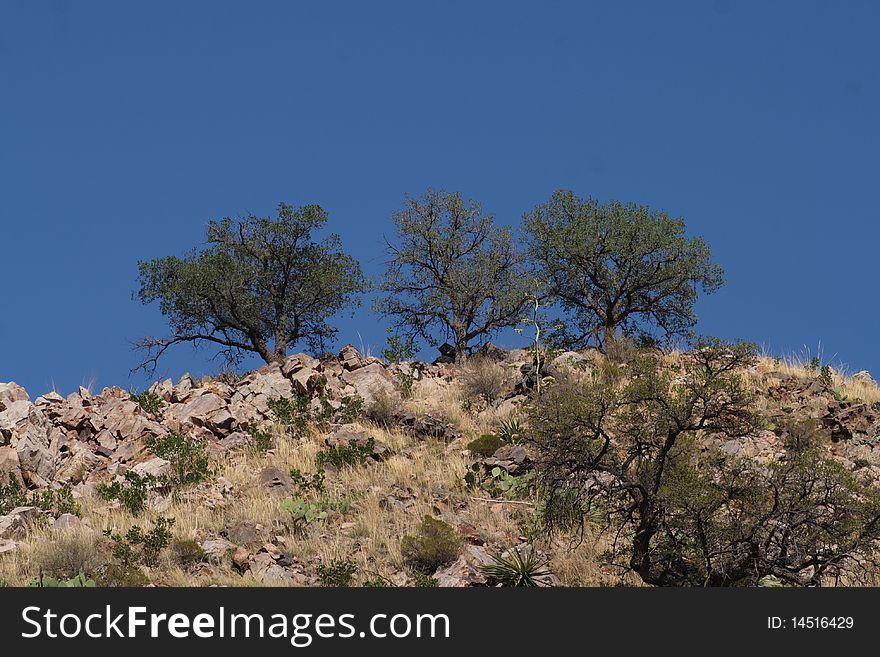 Three trees in the Great American Desert