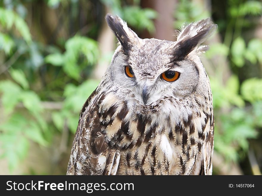 Portrait of an eagle owl isolated on a greenish background