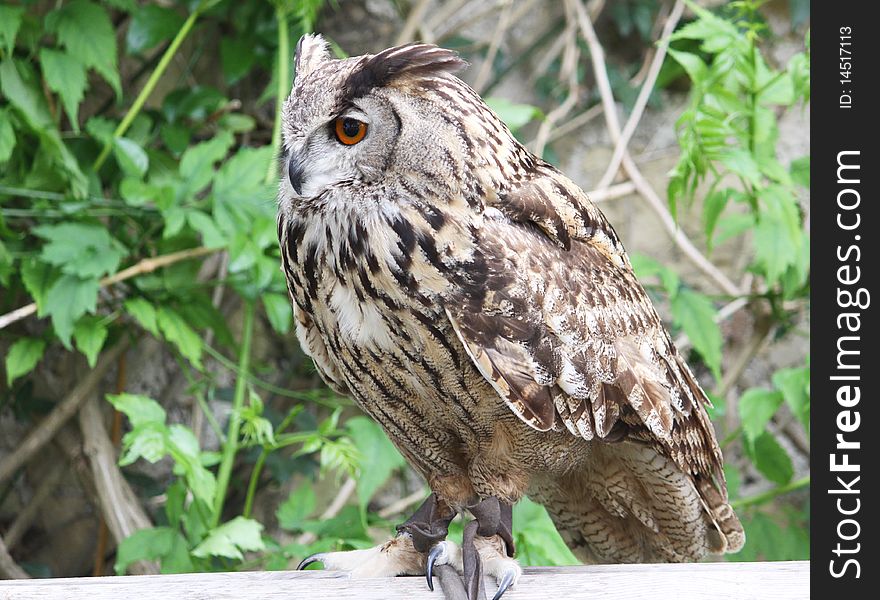 Profile portrait of an eagle owl perched on a wooden bench tied by a rope from his claw. Profile portrait of an eagle owl perched on a wooden bench tied by a rope from his claw