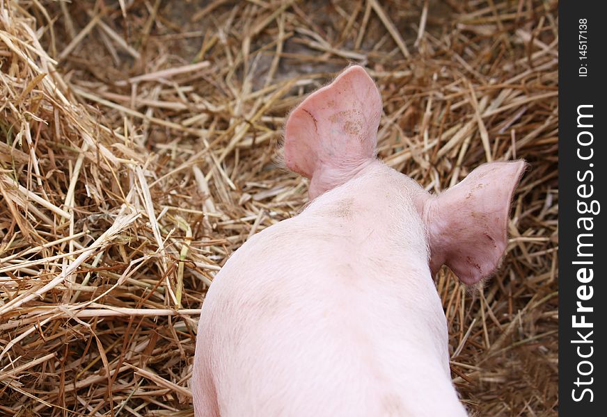 Detail of pig ears from behind