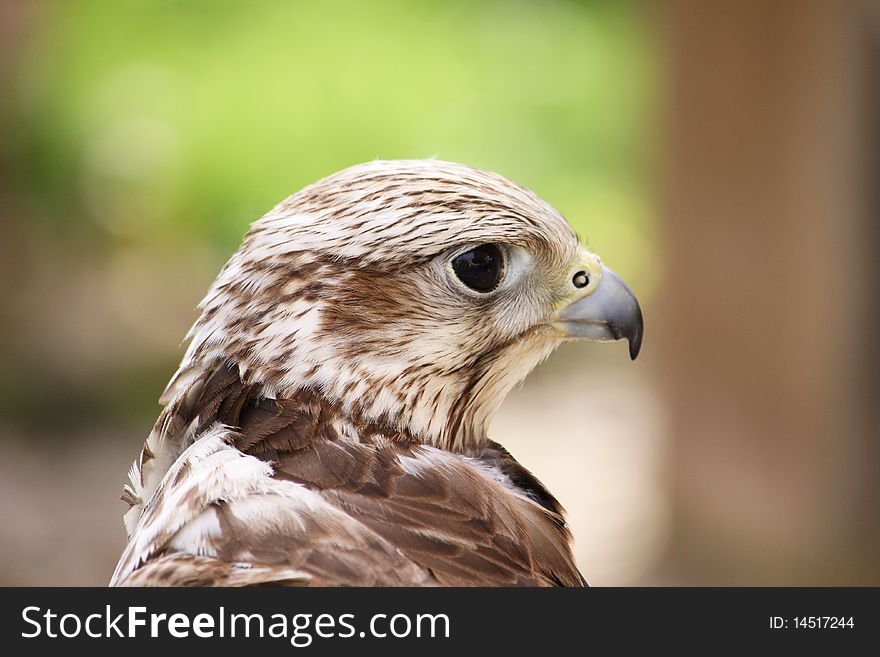Portrait of a brown falcon isolated. Portrait of a brown falcon isolated