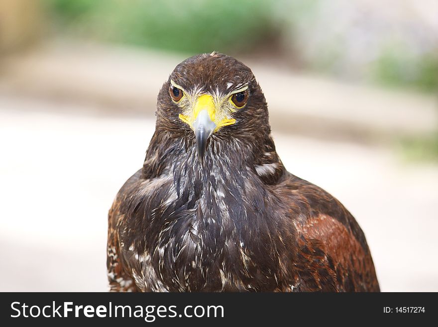 Portrait of a beautiful brown falcon bird isolated. Portrait of a beautiful brown falcon bird isolated