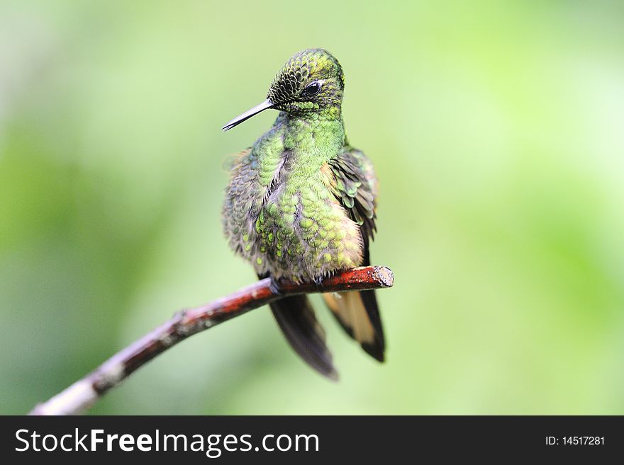 A hummingbird is cleaning himself while seated on a branch. A hummingbird is cleaning himself while seated on a branch