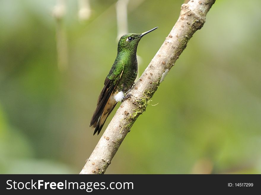 An ecuadorian hummingbird is seating on a branch in the forest. An ecuadorian hummingbird is seating on a branch in the forest