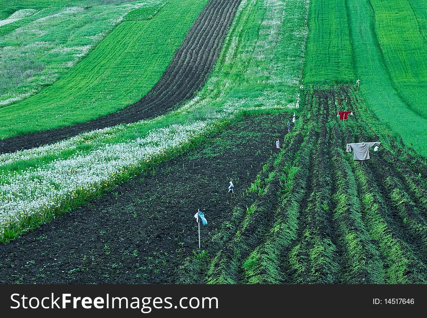 Old fields in Slovakia