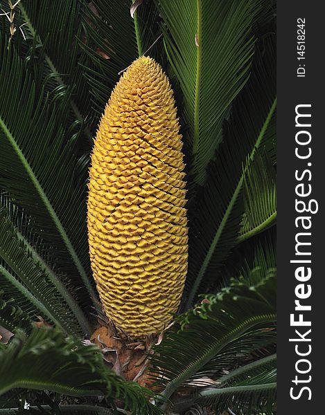 Cycas Revoluta is an attractive plant native to southern Japan.