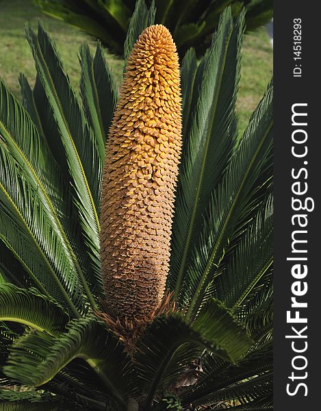 Cycas Revoluta  is an attractive plant native to southern Japan.