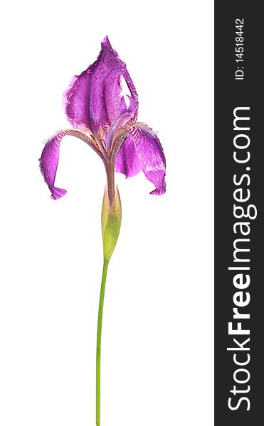 Iris with water drops, on a white background, is isolated. Iris with water drops, on a white background, is isolated.