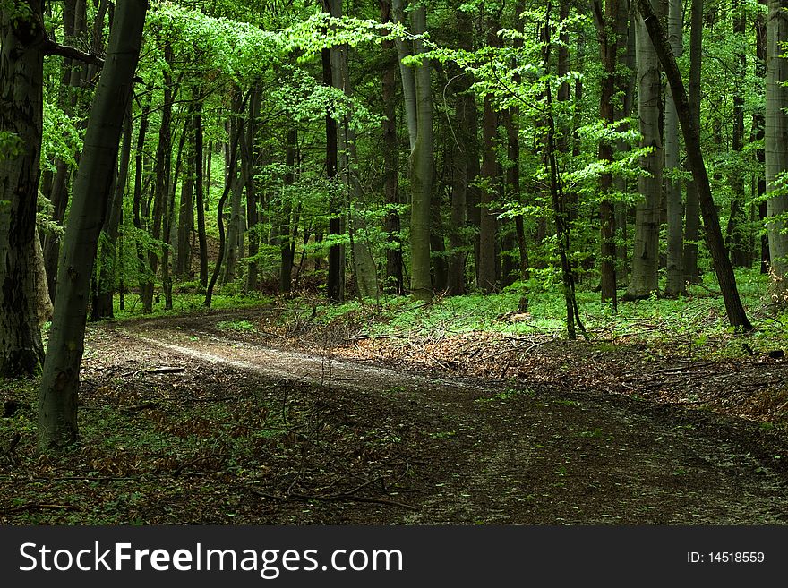 Carpathian forest in the Slovakia
