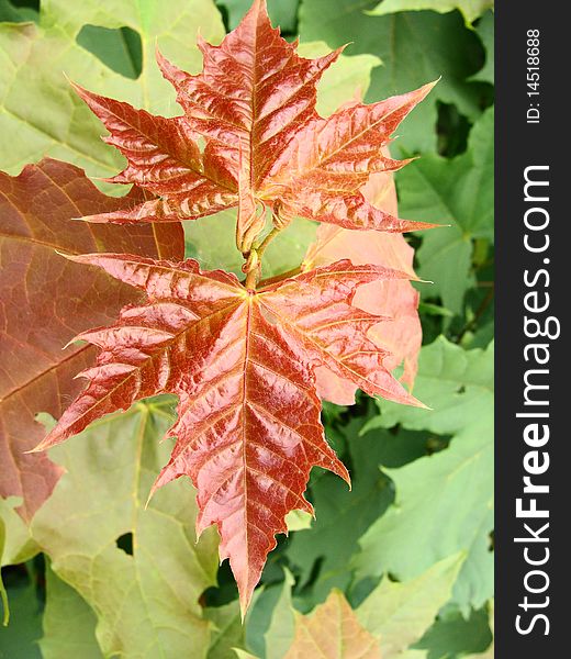 Red maple leaf on the green leaves background. Red maple leaf on the green leaves background