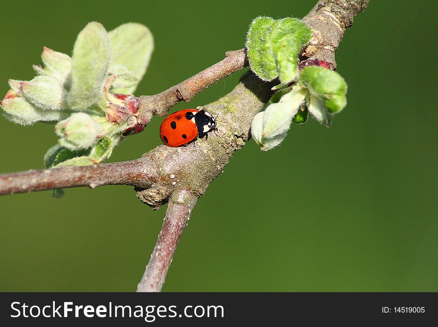 Red bug rest in the apple branch