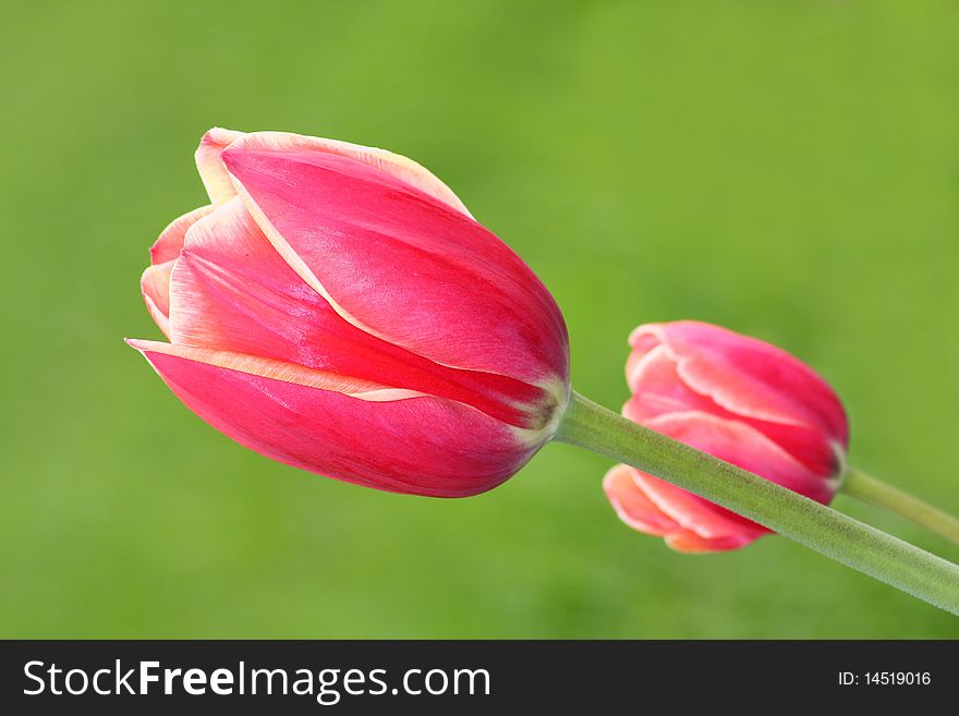 Red tulips in the pale green background