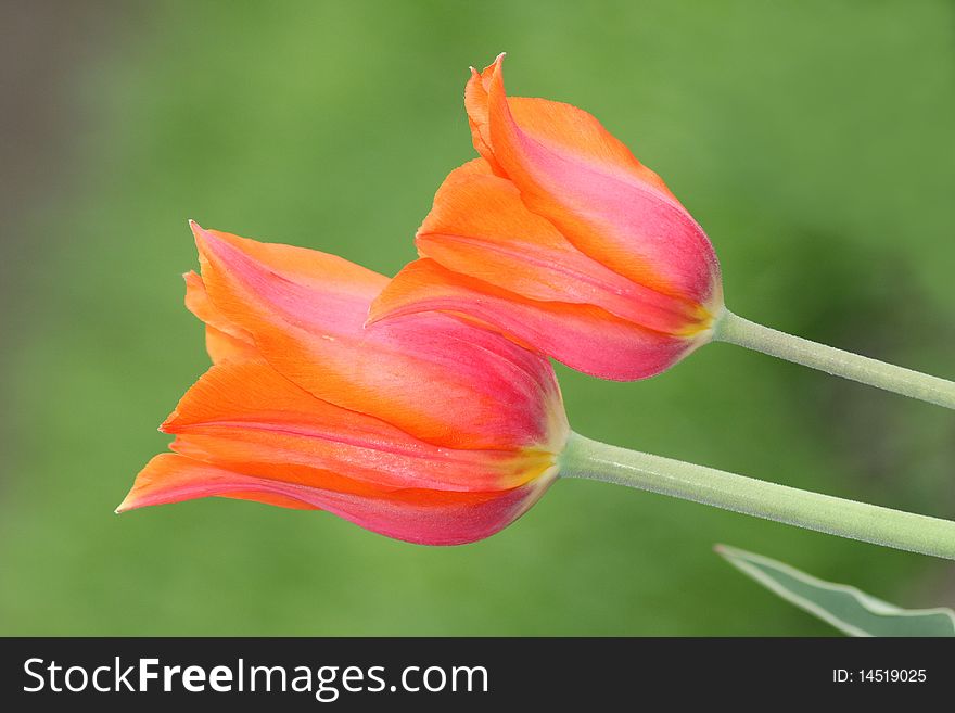 Two tulips isolated on green background