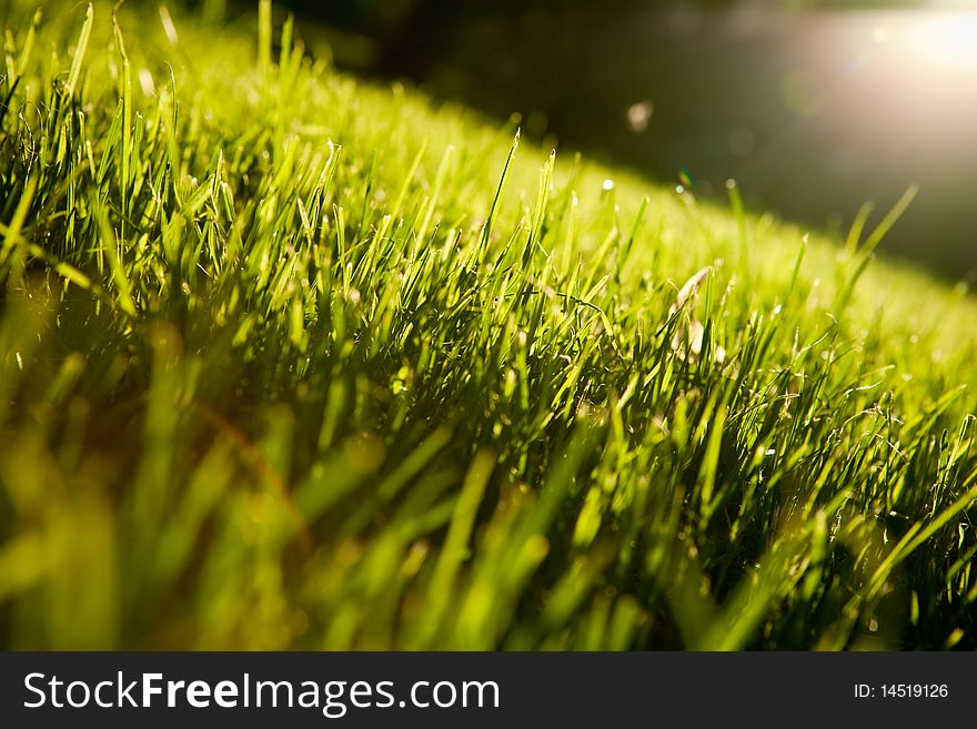 Background of unreal black sky with sun and grass. Background of unreal black sky with sun and grass