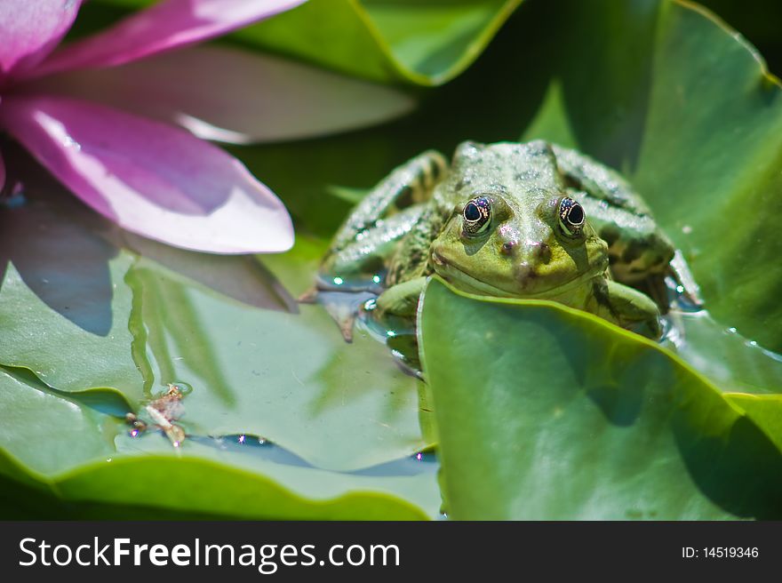 Green frog siting on lily pads