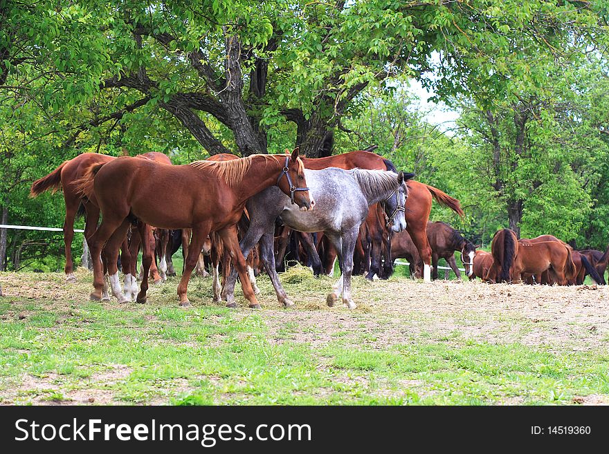 Young Horses On The Farm