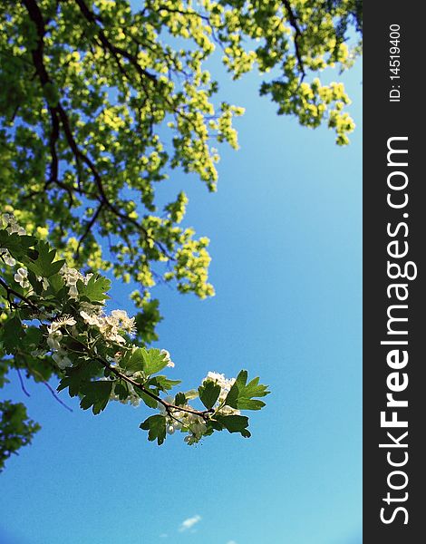 Trees and blue sky background