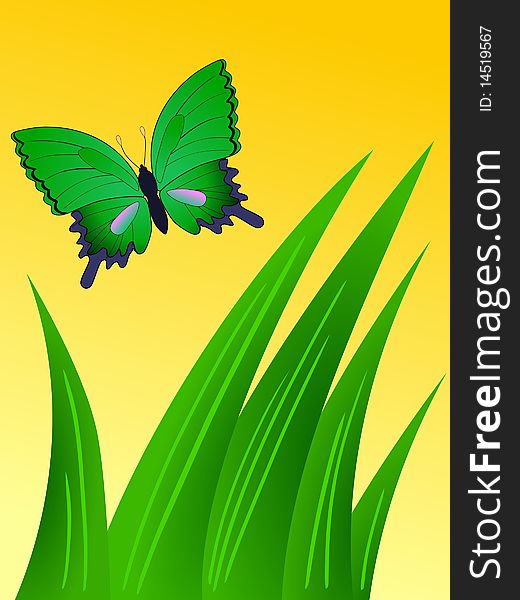 Vector colored composition with butterfly