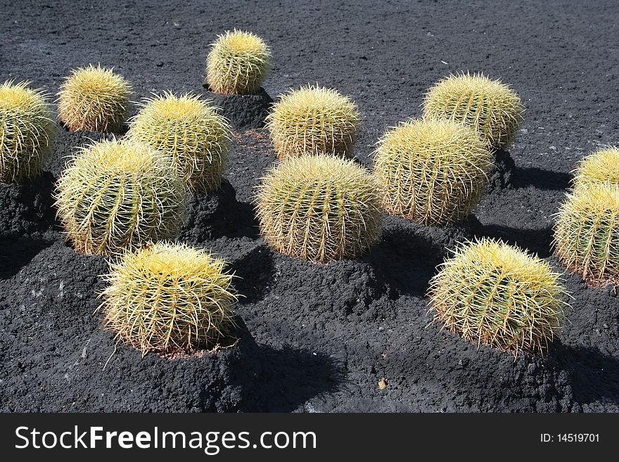 Tropical green cactus in Tenerife island - cacti