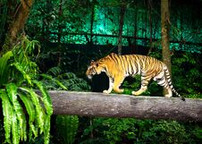 Bengal Tiger, Sumatran Tiger Walks On The Timber Zoo Stock Photography