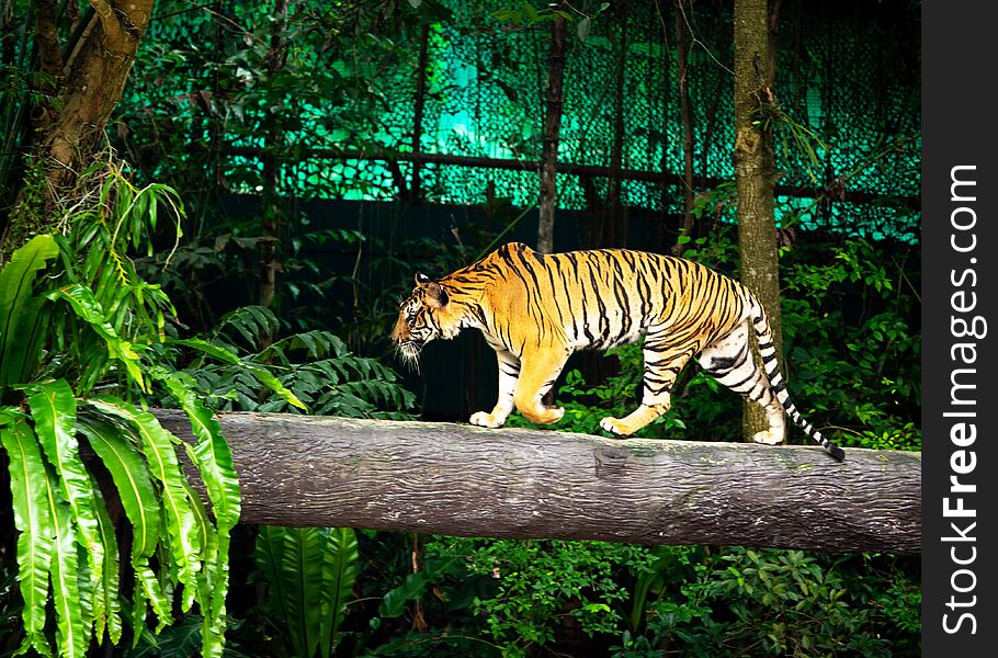 Bengal Tiger, Sumatran Tiger walks on the timber zoo