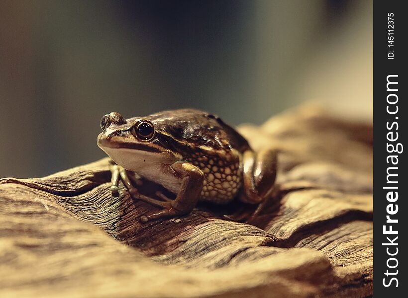 Brown Frog Climbing On A Tree Bark Looking Something